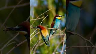 افضل صوت ورور مجرب ٢٠٢٣ best bee eater call sound [upl. by Diella325]