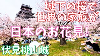 世界の家族がにぎやかな🏯京都伏見桃山城の🌸お花見～Cherry blossoms🌸MomoyamaCastle🏯Fushimi Kyoto Japan [upl. by Scibert602]