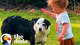 Lost Dog Shows Up On Family Farm  The Dodo [upl. by Zenitram132]