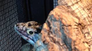 How to Set Up and Care for Abronia Mexican Alligator Lizards [upl. by Ringe]