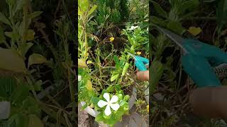 vinca flower plant care tipslike flowerplant [upl. by Iggy]