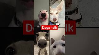 Dogs Talk funny aniimalsdubbing comedy dog animals cutecoco [upl. by Ycam112]