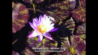 Nymphaea  Water Lily [upl. by Secnarf]