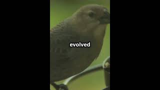 Galápagos Finches Evolution in Action naturelovers science birds finches [upl. by Fidellas]