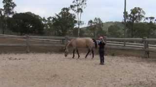 How to teach a horse to lay down naturally without ropes  Tutorial [upl. by Ihtac]