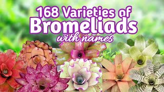 168 Bromeliad Varieties with Names I PlantFactory [upl. by Kozloski]