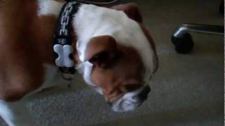 Bulldog reverse sneezing Elwood5 months old [upl. by Etnoed]