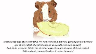 Can guinea pigs eat apples [upl. by Yttak]