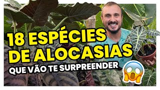 Conheça 18 espécies de ALOCASIAS para cultivar  Decoração e Jardinagem [upl. by Kulseth]