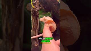 Tu le préfère comment😁 fish poisson reptiles crestedgeckos gecko nature animals cute wild [upl. by Ecyle757]