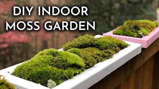 How To Grow Indoor Live Moss Garden  Where To Find Moss  Moss Care Tips  DIY Moss Tray [upl. by Avitzur]