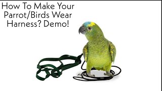 How To Put Harness On BirdsParrotsDont Trim Parrots Feathers Buy Harness Instead DemoHindi [upl. by Duquette263]