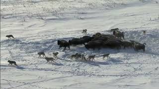 Pack Of Wolves Hunt a Bison Frozen Planet BBC Earth [upl. by Finzer260]