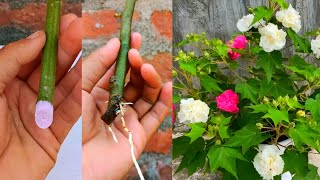 How to propagate Hibiscus mutabilis  Hibiscus mutabilis cuttings  Confederate Rose [upl. by Fisuoy]