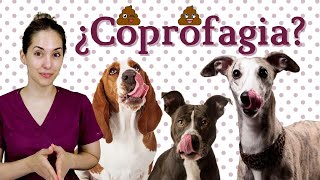 COPROFAGIA💩 ¿Por qué lo hace 🐶 ¿SOLUCIÓN [upl. by Edals]