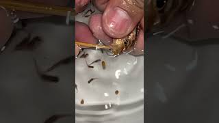 Auratus cichlid Fish giving birth to 10 baby fish ❤️👍🙏 fish aquariumfish [upl. by Evvy]