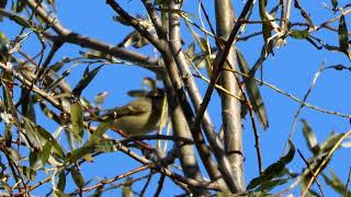 Humes leaf warbler Bergstajgasångre [upl. by Tacita]