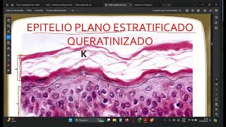 Revisão P1 1 ANO Tejido Epitelial Parte 02 Histología [upl. by Bethina]