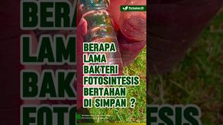 Berapa Lama Bakteri Fotosintesis PSB Bisa Bertahan Disimpan  PSB photosynthetic bacteria [upl. by Akihsal]