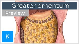 Overview of the Greater Omentum preview  Human Anatomy  Kenhub [upl. by Ajile]