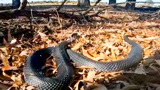 Angry Red Bellied Black Snake [upl. by Nylleoj]