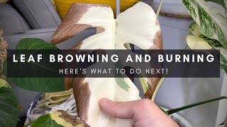 What to do with leaf burning amp browning on variegated monstera  Houseplant care tips  Ep 128 [upl. by Brightman]