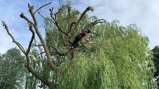 Pollarding a large Golden Weeping Willow tree [upl. by Bethena543]