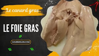 Canard gras  le foie gras  quotépisode 2quot [upl. by Kress]