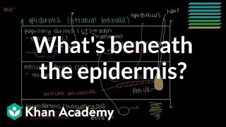 What lies beneath the epidermis Dermis and Hypodermis  NCLEXRN  Khan Academy [upl. by Oeniri]