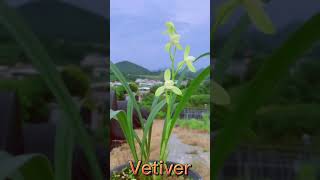 why we use vetiver oil [upl. by Niwrek]