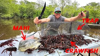 How to Trap Thousands of Crawfish using Mahi for Bait Catch amp Cook [upl. by Neibaf]