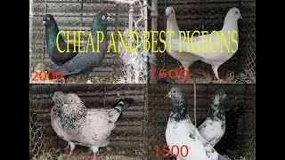 GOOD CHEAP PIGEONS FOR SALE IN HYDERABAD [upl. by Kilgore438]