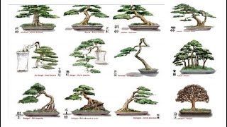 Những Dáng Thế Bonsai Cơ Bản Bạn Nhất Định Phải Biết  Bonsai styles  QH 01 [upl. by Eirrehc]