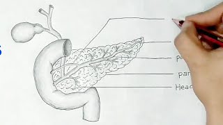 pancreas diagram [upl. by Lorant]