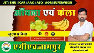 Banana amp Anola आंवला एवं केला  Pomology  Horticulture  SP Sir agriexampur7211 Banana Anola [upl. by Ruyam]