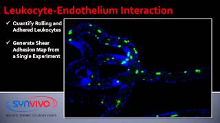 LeukocyteEndothelium Interaction [upl. by Ralaigh]