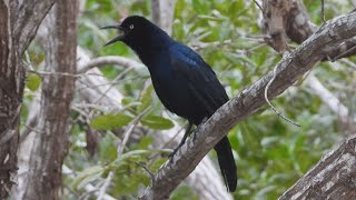 Greattailed Grackle Calling [upl. by Ahsinhoj]