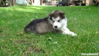 Alaskan Malamute Puppies  5 weeks old HD [upl. by Oribel]