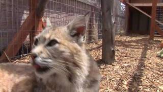 A Montana Bobcat A small cat but big power [upl. by Philipps]