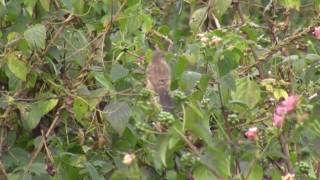 Birds of India  Bulbuls Thrushes Starlings [upl. by Oidgime]