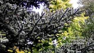 Abies pinsapo Glauca Blue Spanish Fir [upl. by Hasseman]