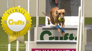 Flyball  Team Quarter Finals  Crufts 2017 [upl. by Olivia]