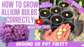 MAKE YOUR GARDEN POP How to Easily Plant ALLIUM BULBS for a STRIKING amp COLORFUL DISPLAY Beginners [upl. by Eerrehc]