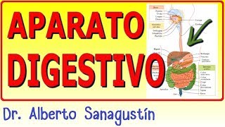 SISTEMA DIGESTIVO ✅ anatomía y fisiología [upl. by Barri]