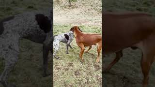 GSP wrestles with a Rhodesian Ridgeback puppy shorts [upl. by Aaberg709]