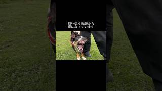 無くそうとしないこと。 doglibre 犬のしつけ ドッグトレーニング [upl. by Ebocaj]