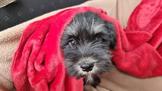 Miniature Schnauzer Puppy First Day at New Home [upl. by Adnwahsal753]