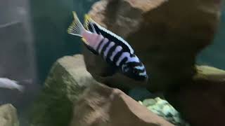 Cynotilapia sp«zebra deep » Three Peak Reef [upl. by Lleval]