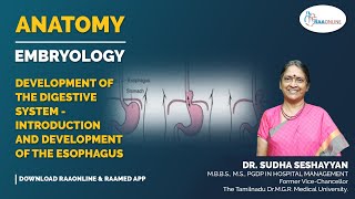 Anatomy  Development of the digestive system  Introduction and development of the esophagus [upl. by Zebapda153]