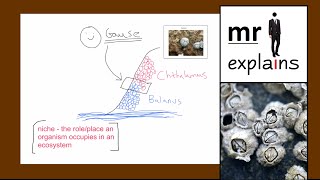 mr i explains Competition between organisms and Gauses Exclusion Principle [upl. by Pani935]